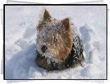 Norwich terrier, śnieg