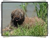 Owczarek Francuski Briard