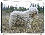 biały, Komondor