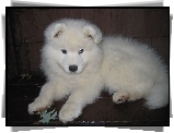 słodki, szczeniak, Samojed