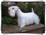 Sealyham Terrier, murek