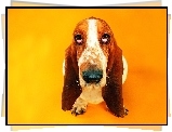 Basset