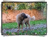 Leonberger, ogrodzenie