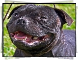 Uśmiech, Staffordshire Bull Terrier