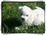 Biały, Coton de Tulear