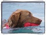 Aportujący, Chesapeake Bay retriever, woda