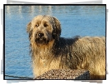 Owczarek francuski Briard, niebieska, woda