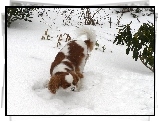 Rudo-biały, King Charles Spaniel, śnieg