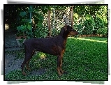 Bronzowy, Doberman