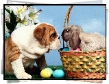 Wielkanoc, Pies, Zajączek, Buldog