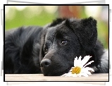 Czarny, Pies, Kwiatek