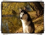 Siberian Husky, Woda