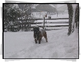 ośnieżony, Mastif angielski, Mastiff