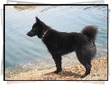 Schipperke, woda