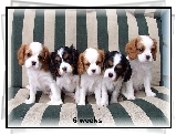 pięć, słodkich, szczeniaków, Cavalier King Charles spaniel