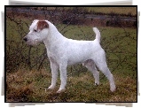 Parson Russell Terrier, łąka