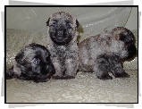 trzy, słodkie, szczeniaki, Cairn Terrier