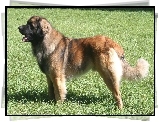 Leonberger, trawa