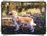 Rzeka, Golden Retriever