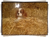 King Charles Spaniel, siano