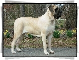 Mastif angielski, Mastiff, żółte, kwiatki