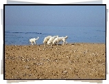 Maremmano-abruzzese, plaża