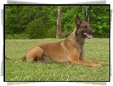 Owczarek belgijski Malinois, postawione, uszy