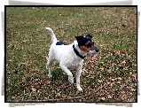 Parson Russell Terrier, kij