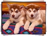 Szczeniaki, Alaskan Malamute