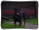 Rottweiler, Obroża