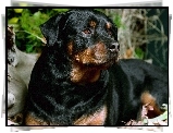 Czarny, Rottweiler