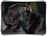 morda, Staffordshire Bull Terrier