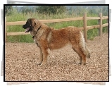 Leonberger, drewniane, ogrodzenie