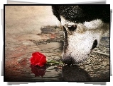 Pies, Róża