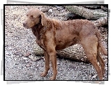 Chesapeake Bay retriever