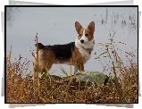 Welsh corgi pembroke, woda