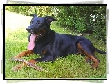 Owczarek francuski Beauceron, jęzor, kij