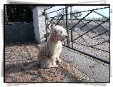 Irish Soft coated wheaten terrier, ogrodzenie