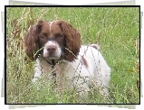 Springer spaniel angielski, wysoka, trawa