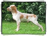 Wye woski krtkowosy, Bracco italiano