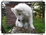 Samojed, fontanna