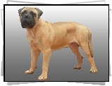 Bullmastiff