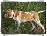 Wye woski krtkowosy, Bracco italiano, czerwona, obroa, trawa