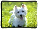 słodki, West Highland White Terrier, soczysta, trawa