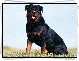 Dorosły, Rottweiler