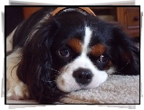 czarno-biały, Cavalier King Charles spaniel