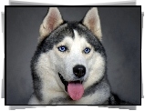 Siberian Husky