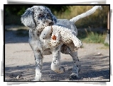 Pies,  Owczarek australijski, Australian shepherd