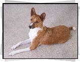 Basenji