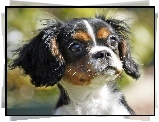 Mordka, King Charles Spaniel